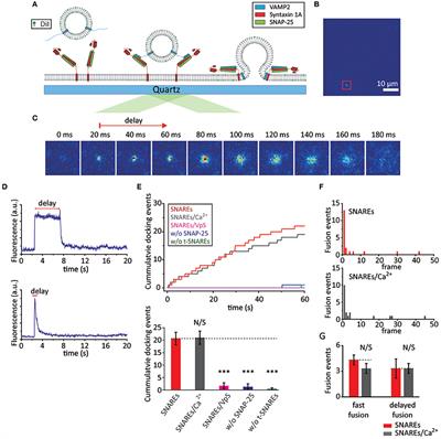 Productive and Non-productive Pathways for Synaptotagmin 1 to Support Ca2+-Triggered Fast Exocytosis